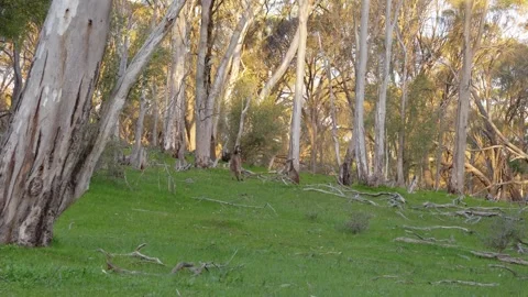 Two Western Grey Kangaroos Fighting On Open Grassy Woodland. Static Shot Stock Footage 333663080