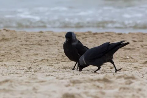 Two western jackdaws are looking for food on a sandy beach. Stock Photos
