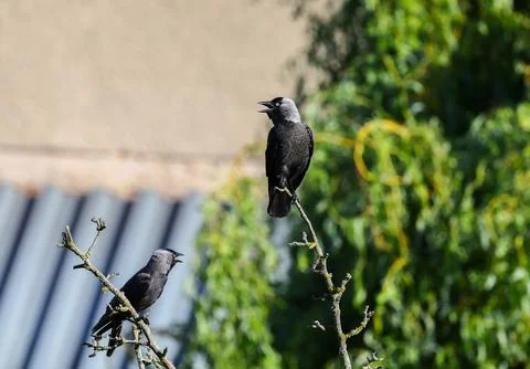 Two Western Jackdaws Perched on Branches Stock Photos