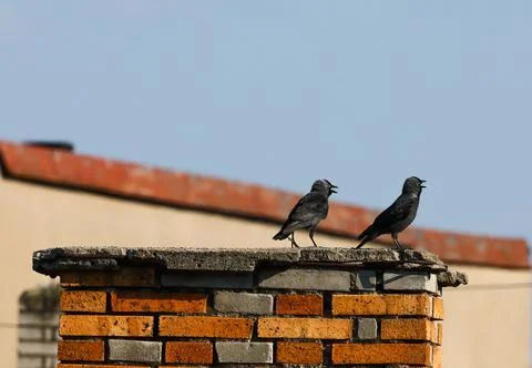 Two Western Jackdaws Perched on an Old Brick Chimney Stock Photos