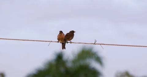 Two wet angry birds on wire after rain. Stock Footage 245044968