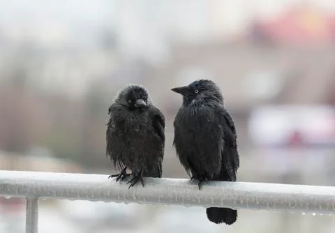 Two wet crows sitting on balcony rail Stock Photos