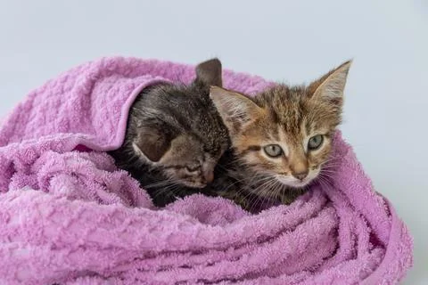 Two wet kittens after bathing are wrapped in a pink towel Stock Photos