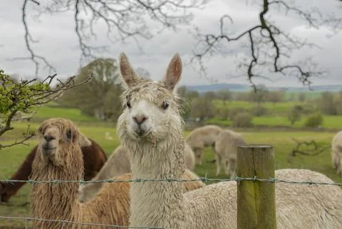 Two wet llamas looking over a fence Foto stock