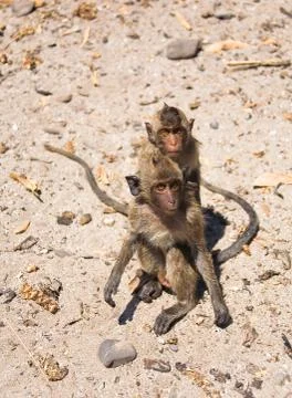 Two wet monkeys sit on the ground. Stock Photos