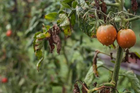 Two Wet Tomatoes Stock Photos