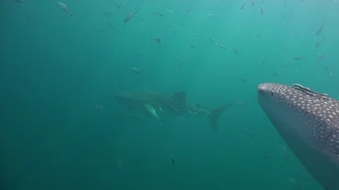 Two whael sharks Stock Footage 135963883