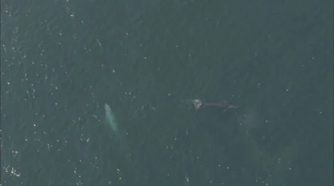 Two Whale Ocean Stock Footage 39905480