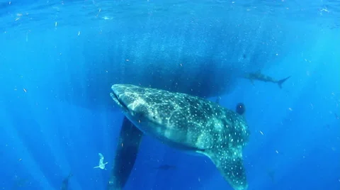 Two Whale Sharks Eating, Front To (Rhincodon Typus) Stock Footage 53427954