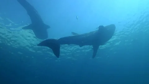Two Whale Sharks (Rhincodon typus) Swim in Shallow Water - Oslob, Philippines Video stock 109090861