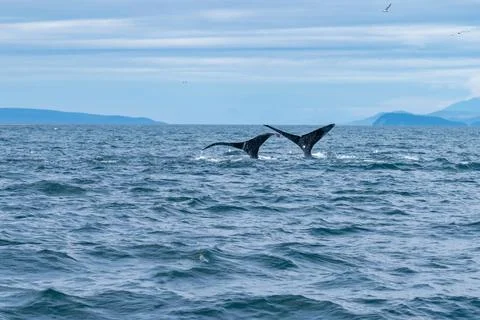 Two whale tails diving back down into the water after eating fish in alaska Photos