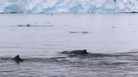 Two Whales in Antarctica Video stock 90314514