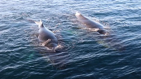 Two Whales in Antarctica Video stock 90314579