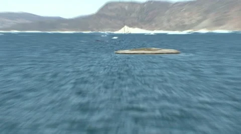 Two whales breaching amongst small icebergs Stock Footage 60139618