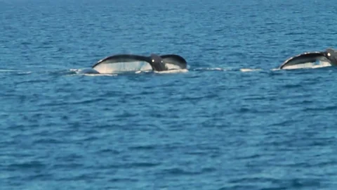 Two whales diving at the same time in Maui's Pacific ocean. Stock Footage 78578761