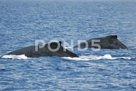 Two whales Stock Photos