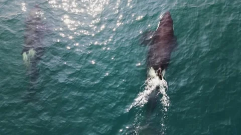 Two whales pop up in the middle of the ocean Stock Footage 167813630