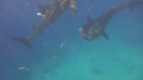 Two whalesharks Stock Footage 129986729