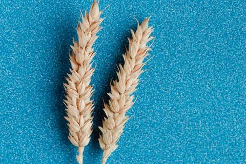 Two wheat ears on color background. Agriculture concept in minimalism style.  Stock Photos