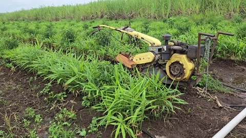 Two-Wheel Hand Tractor Stationary in Lush Ginger Plantation Rows under natural d Stock Footage 344857886