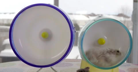 Two wheels, but hamsters chose to share one wheel. Stock Footage 63298426