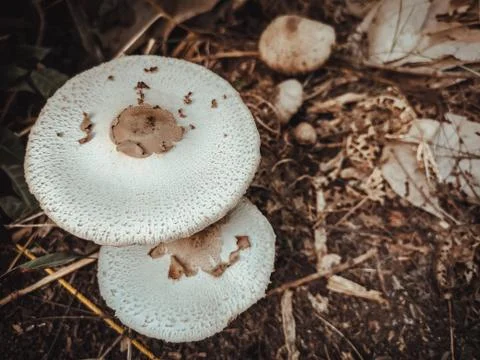 Two while mushrooms in forest Foto stock