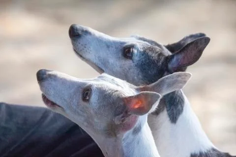 Two Whippet Greyhounds Looking at Master Stock Photos