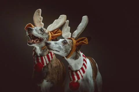 Two Whippets dressed up for Christmas. Studio shot. Stock Photos