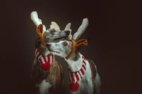 Two Whippets dressed up for Christmas. Studio shot. Stock Photos