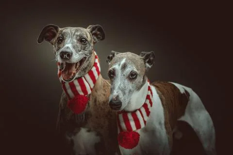 Two Whippets dressed up for Christmas. Studio shot. Stock Photos