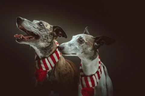 Two Whippets dressed up for Christmas. Studio shot. Stock Photos