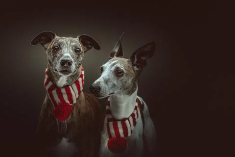 Two Whippets dressed up for Christmas. Studio shot. Stock Photos