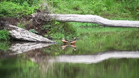Two whistling ducks standing back to back on the bank in Bandipur national park Stock Footage 279071328