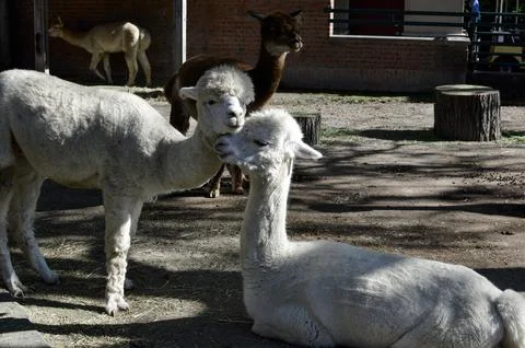 Two white alpacas interacting closely in the foreground with other alpacas and a Stock Photos