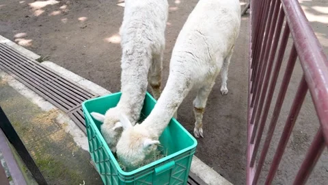 Two white alpacas lowering their heads to eat dry grass. Stock Footage 345483828