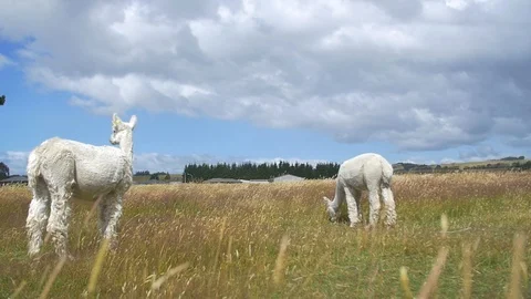 Two white Alpacas stood in a field Stock Footage 93542848