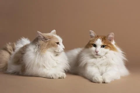 Two white and brown colored turkish van cats laying in front of a brown beige 스톡 사진