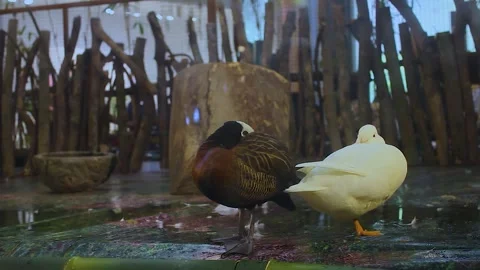 Two white and brown ducks in the cage Stock Footage 280444233