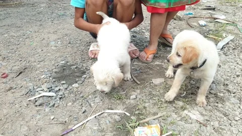Two white and brown mongrel puppies playing together Stock Footage 143477350