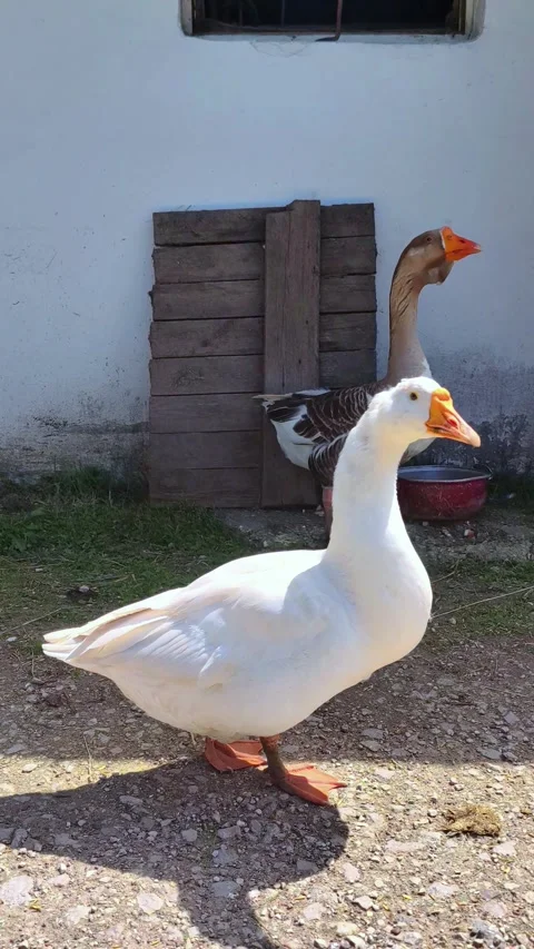 Two white and gray geese are walking on the farm. Stock Footage 278531536