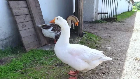 Two white and gray geese are walking on the farm. Farming theme. Stock Footage 279168233