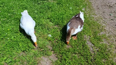 Two white and gray geese are walking on the farm. Geese graze the grass. Stock Footage 279170901