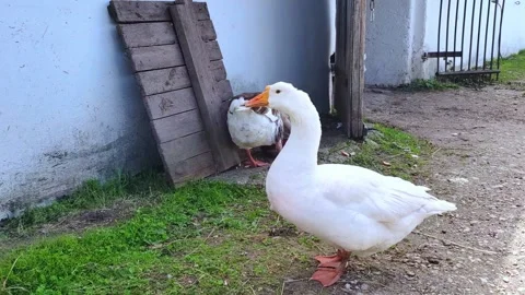 Two white and gray geese are walking on the farm. Farming theme. Stock Footage 279340622