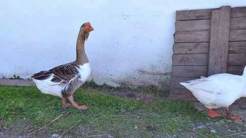 Two white and gray geese are walking on the farm. Farming theme. Stock Footage 282171068