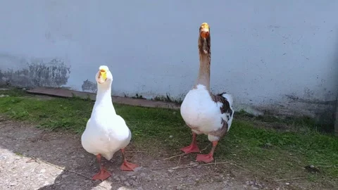 Two white and gray geese are walking on the farm. Farming theme. Stock-Footage 282472386