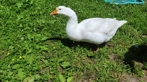 Two white and gray geese are walking on the farm. Farming theme. Stock Footage 282815089