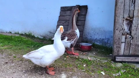 Two white and gray geese are walking on the farm. Farming theme. Видео 282908495
