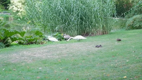 Two white and gray swans with two ducks walk near the pond in summer Stock Footage 242033588