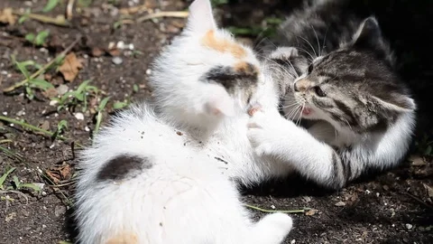 Two  white and grey kittens playing on the ground Stock Footage 71711008