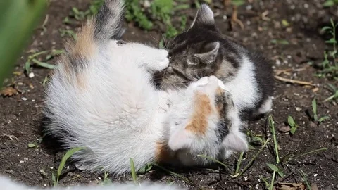 Two  white and grey kittens playing on the ground Stock Footage 71711250